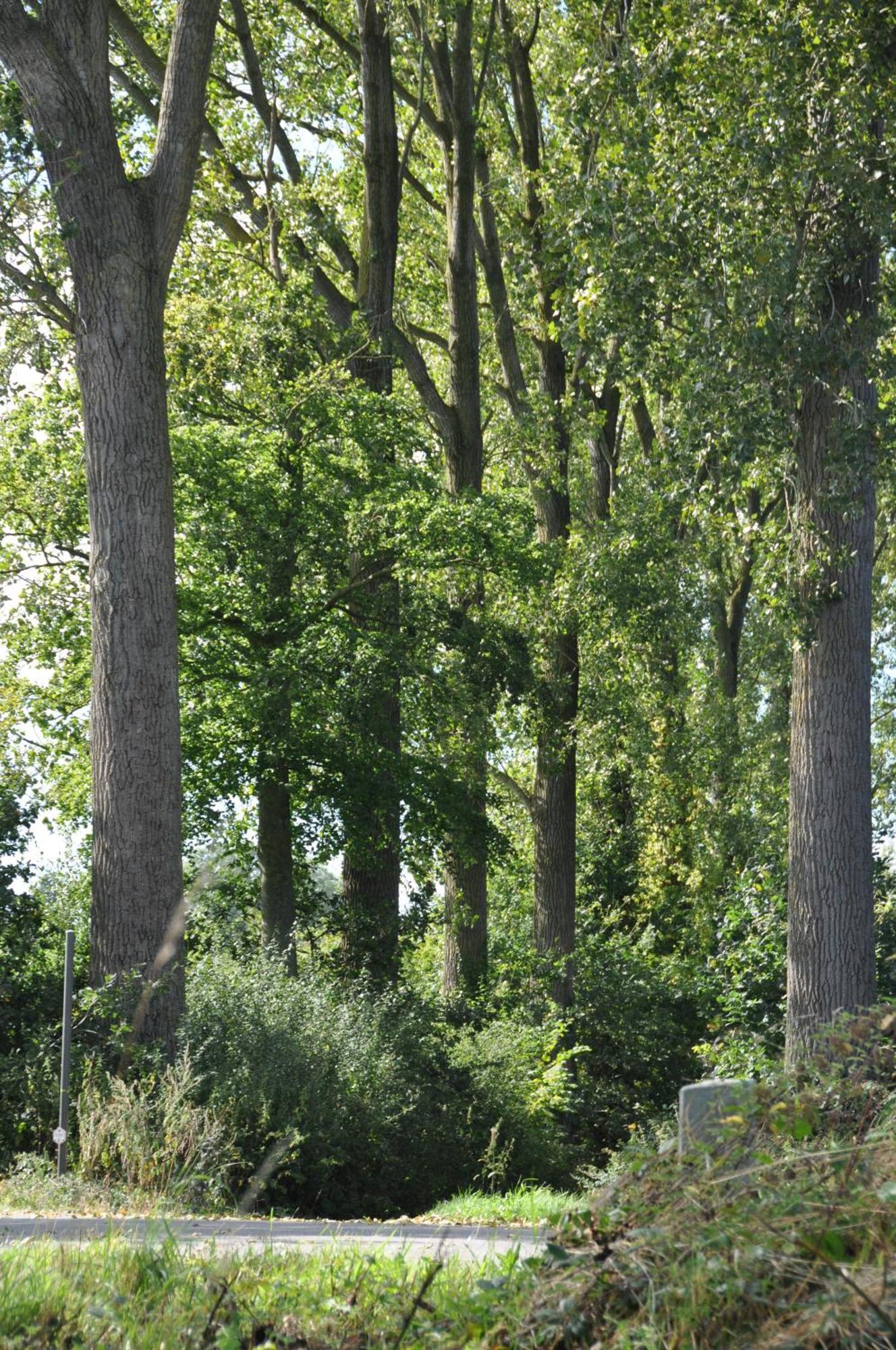 Noortweghe Glamping *